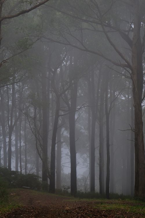 Mist through pines by Walter Coppola on Pexels