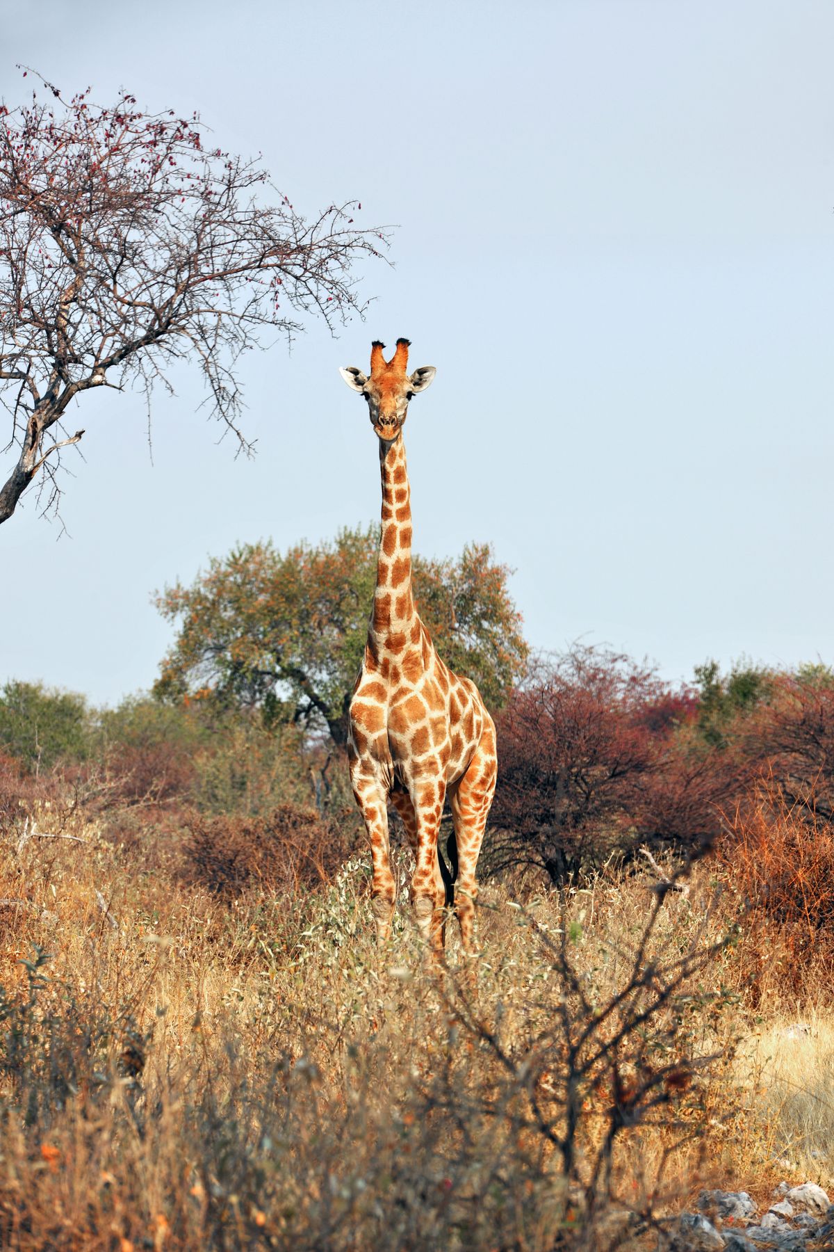 Giraffes In African Savanna Under Cloudy Sky Free Stock Photo Giraffes In African Savanna Under Cloudy Sky Free Stock Photo