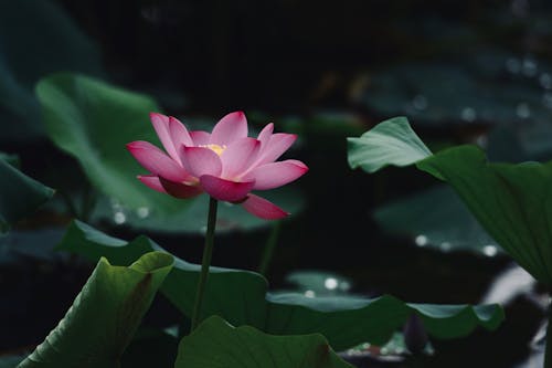 Close-Up Photo of Lotus Flower