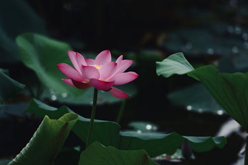 Foto De Close Up De Flor De Lótus