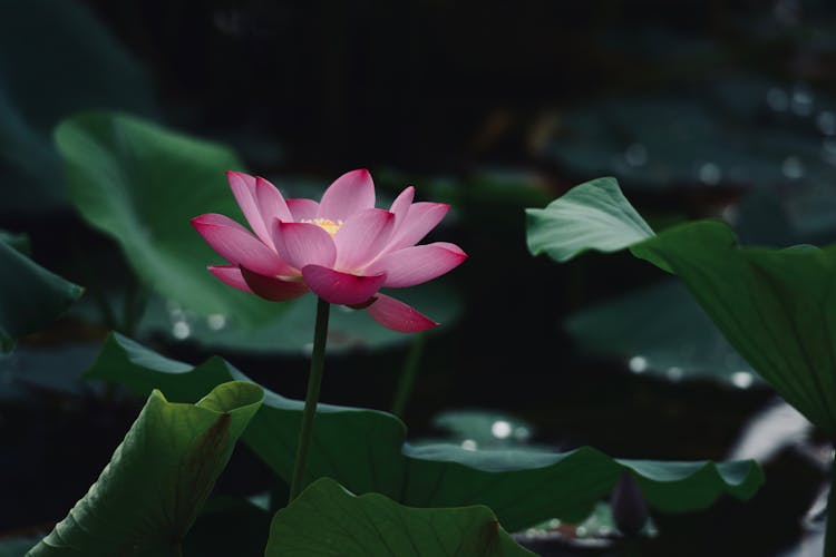 Close-Up Photo Of Lotus Flower