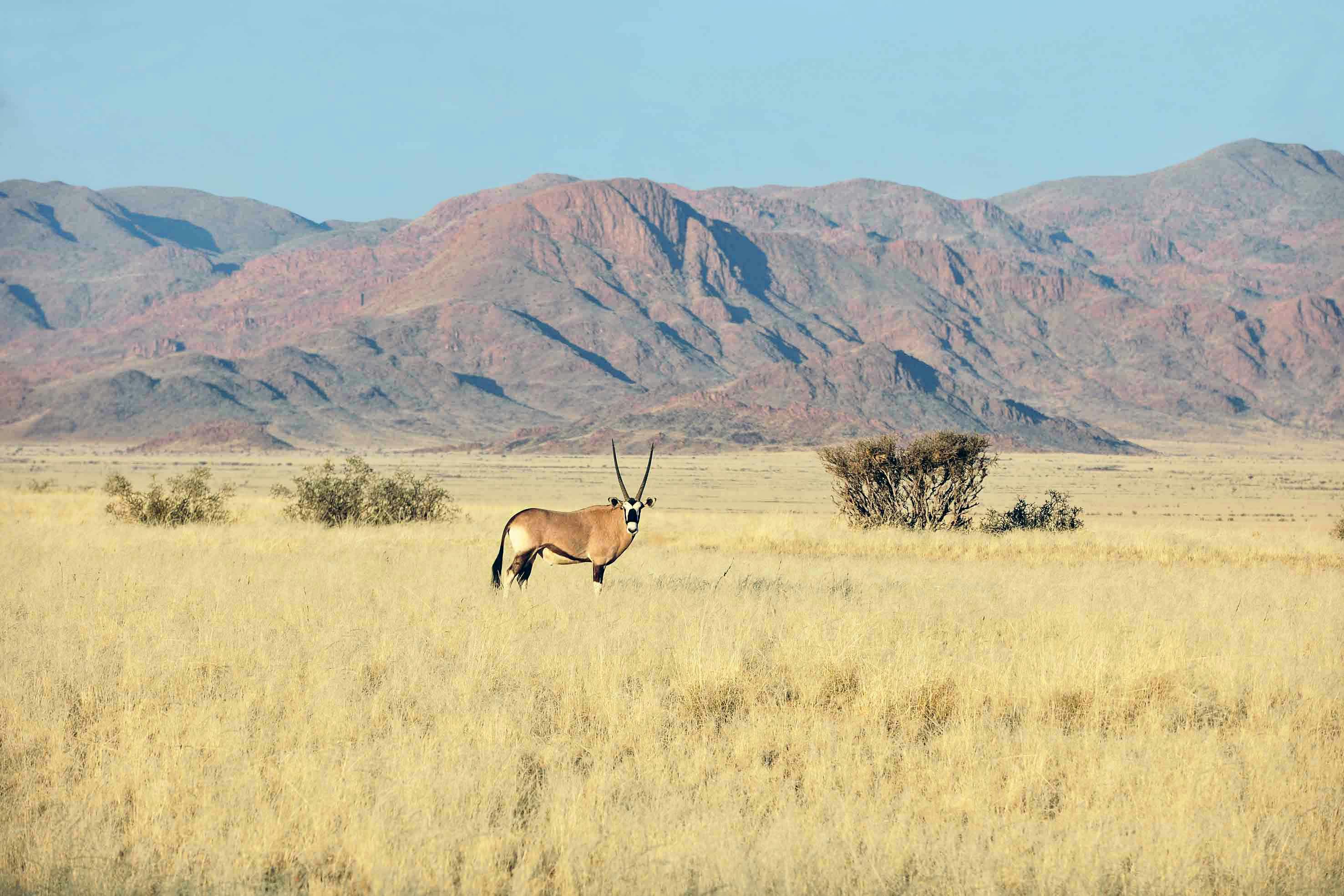 Un oryx solitaire se tenant dans le paysage aride du désert du Namib en Namibie à proxiimité du Fish River Canyon