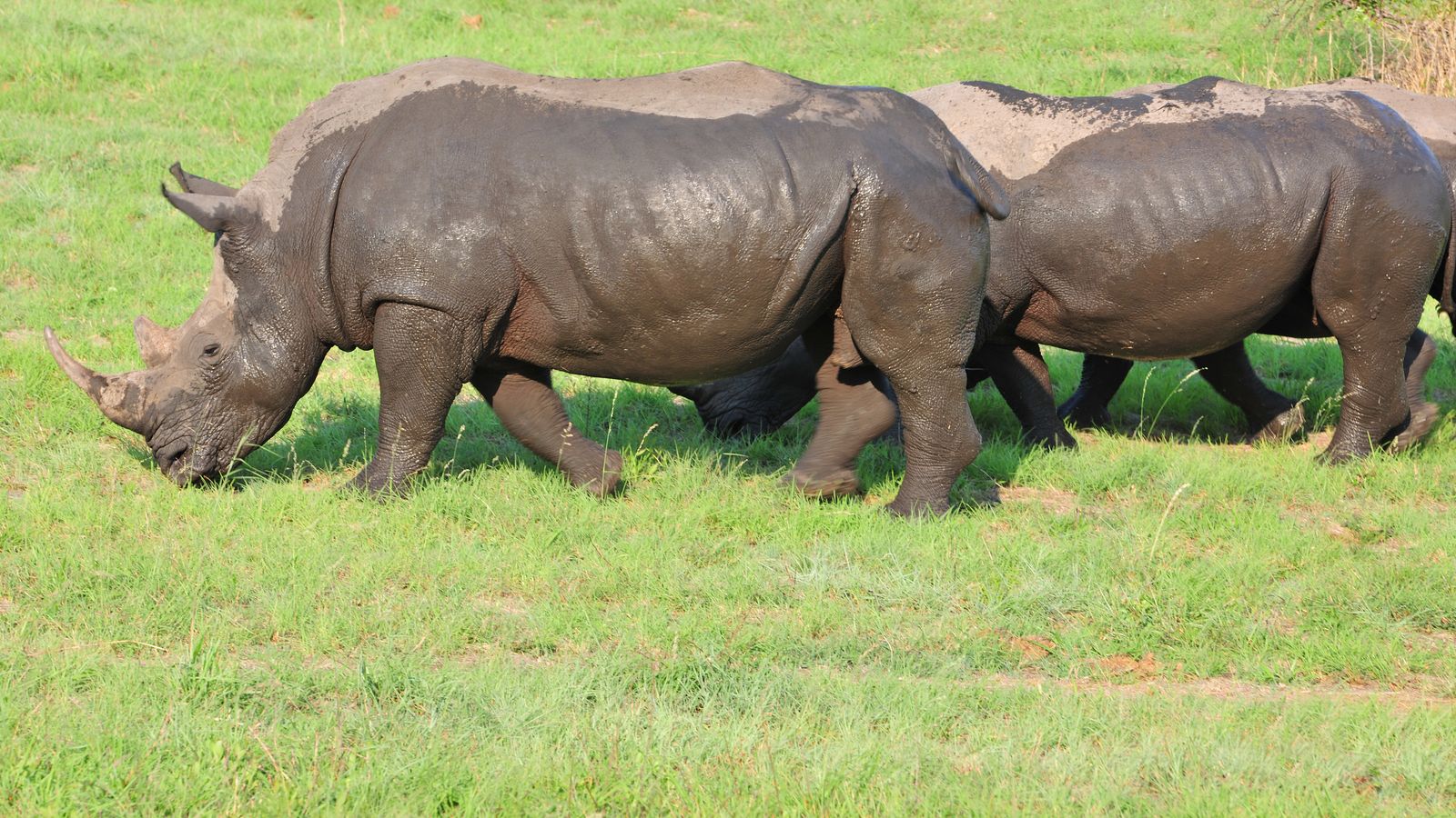 Rhinos on a field, South Africa