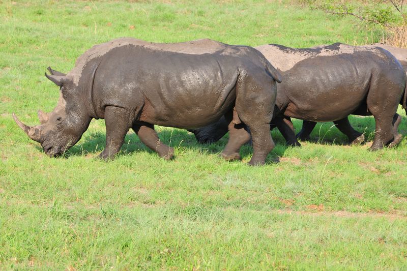 Ol Pejeta scene 2