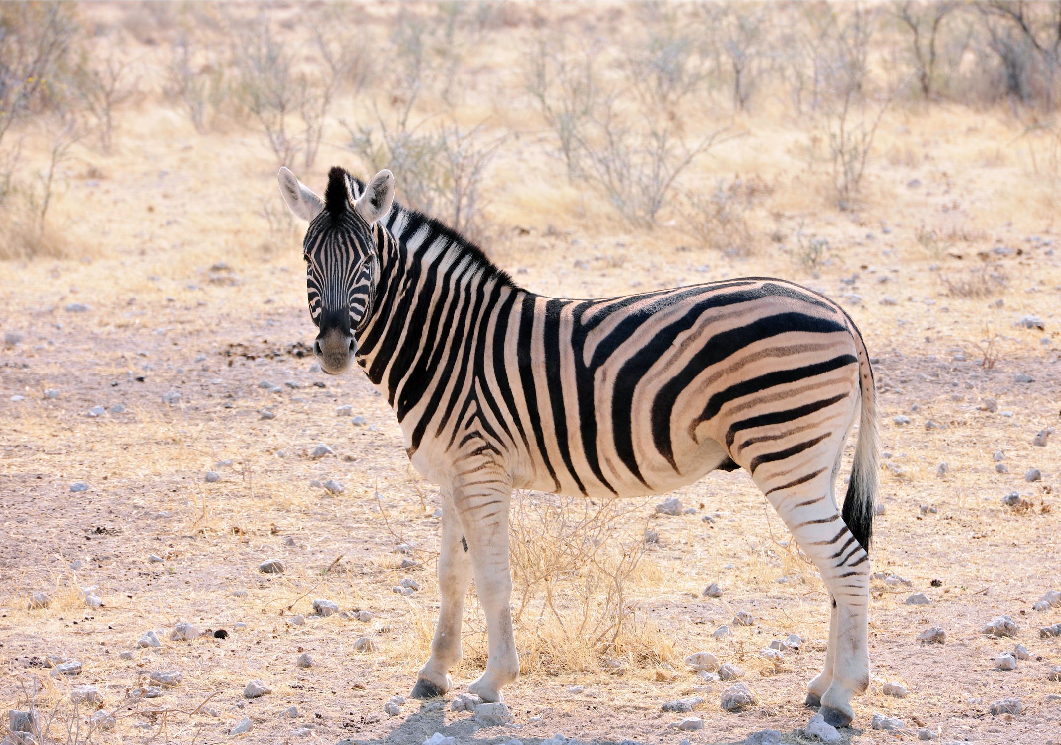 Zebra Posing Zebra in Nature · Free Stock Photo