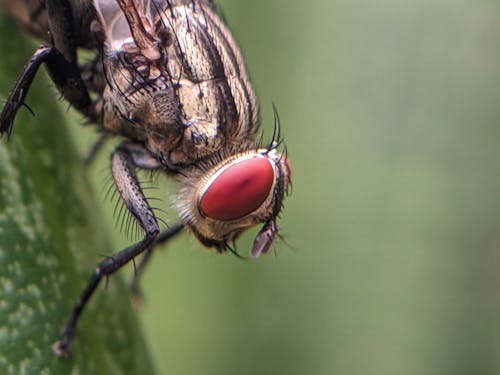 Kostenloses Stock Foto zu fliege, insekt, insektenfotografie