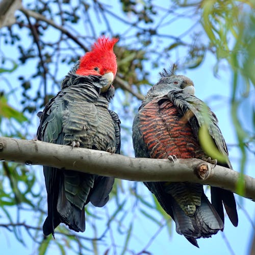 Foto stok gratis berambut merah, burung eksotis, geng geng