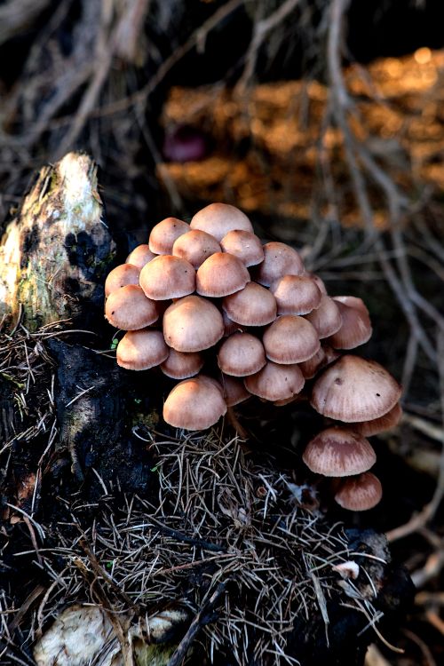 Free Close-up of mushrooms growing on a tree stump in Yanchep, Western Australia. Stock Photo