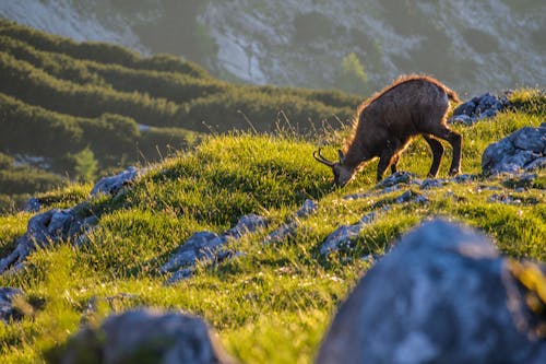 Free A deer grazing on a grassy hillside Stock Photo