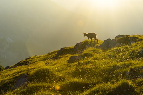 Free A deer is grazing on a hillside at sunset Stock Photo