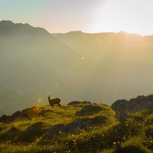 Free A deer is standing on top of a mountain with the sun setting behind it Stock Photo