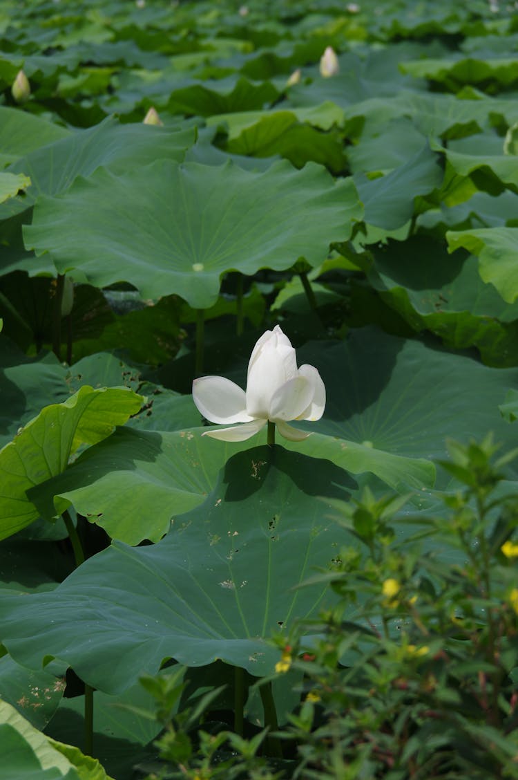 Lotus Flower Among Plants