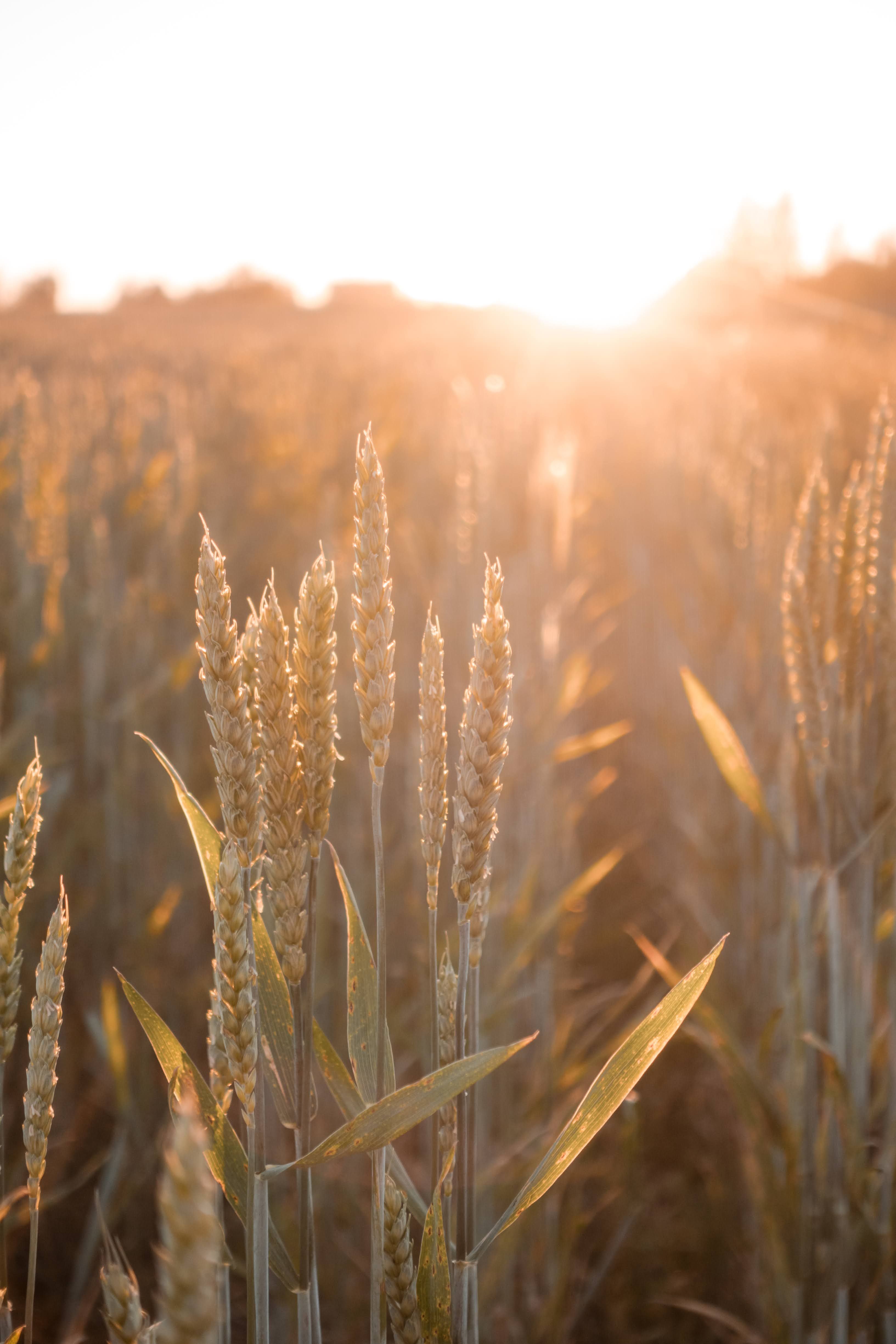 Foto profissional gratuita de agrícola, agricultura, agro, agronomia ...