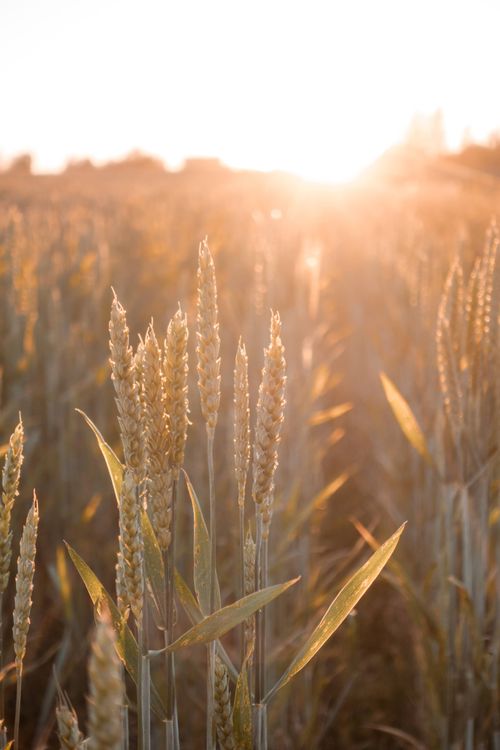 Foto profissional gratuita de agrícola, agricultura, agro, agronomia ...