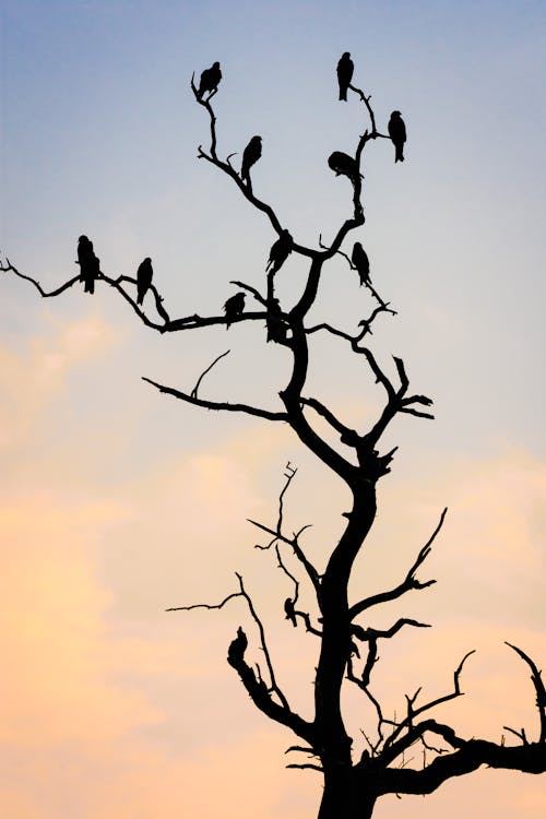鸟栖息在光秃秃的树上的剪影照片