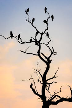 在新德里，鸟儿栖息在光秃秃的树上，映衬着温暖的日落天空