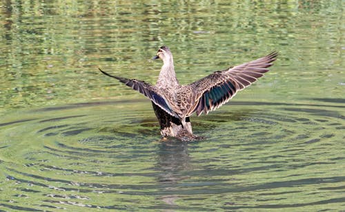 Photos gratuites de ailes déployées, battement, canard