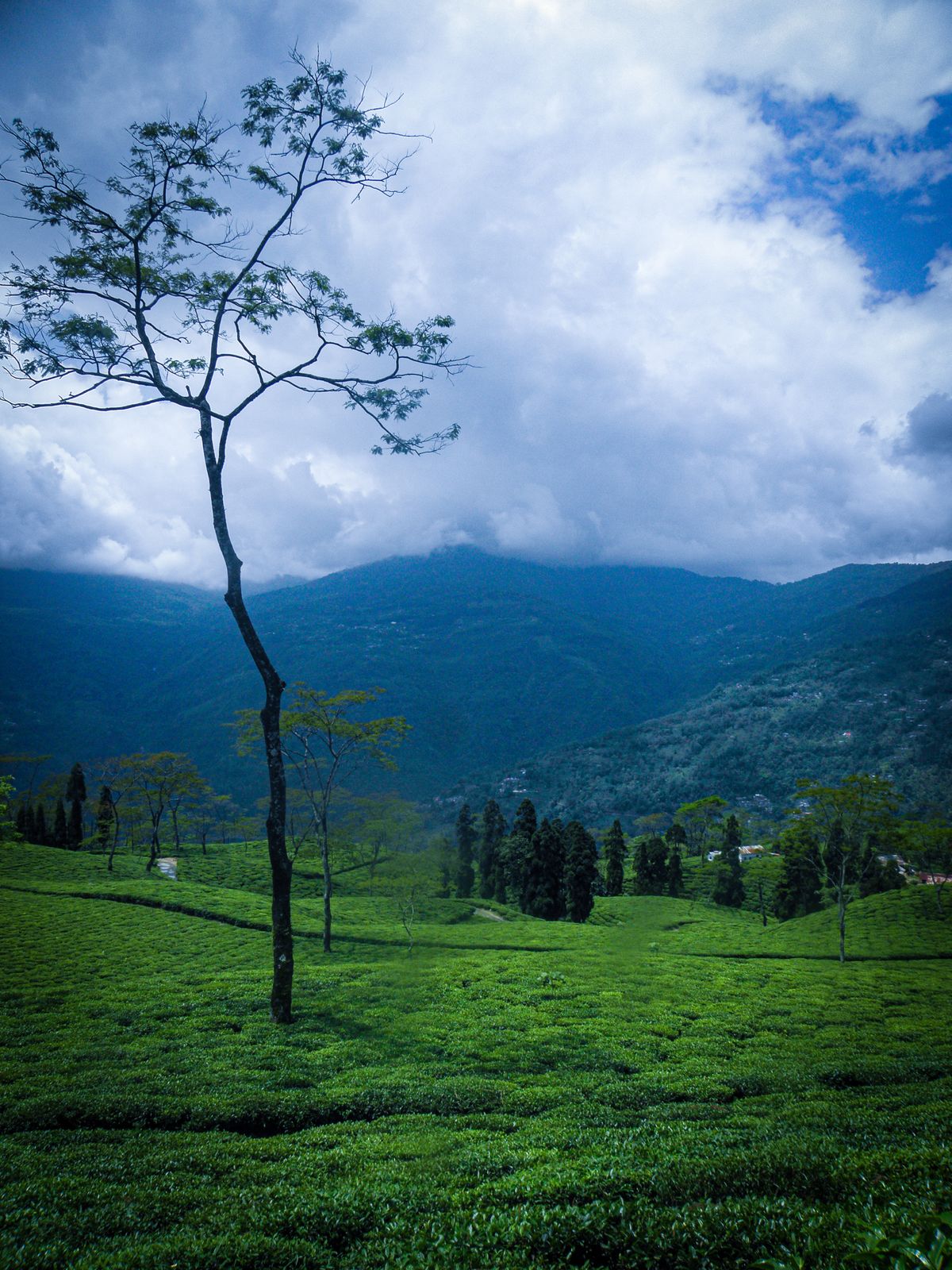 A lone tree above clipped tea bushes on a Darjeeling estate, forested hills and heavy cloud beyond