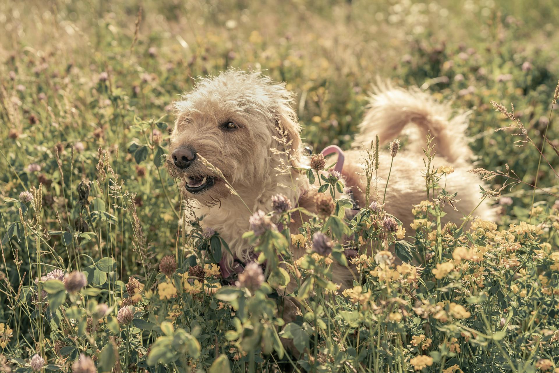 Terrierhund bland blommorna på ängen