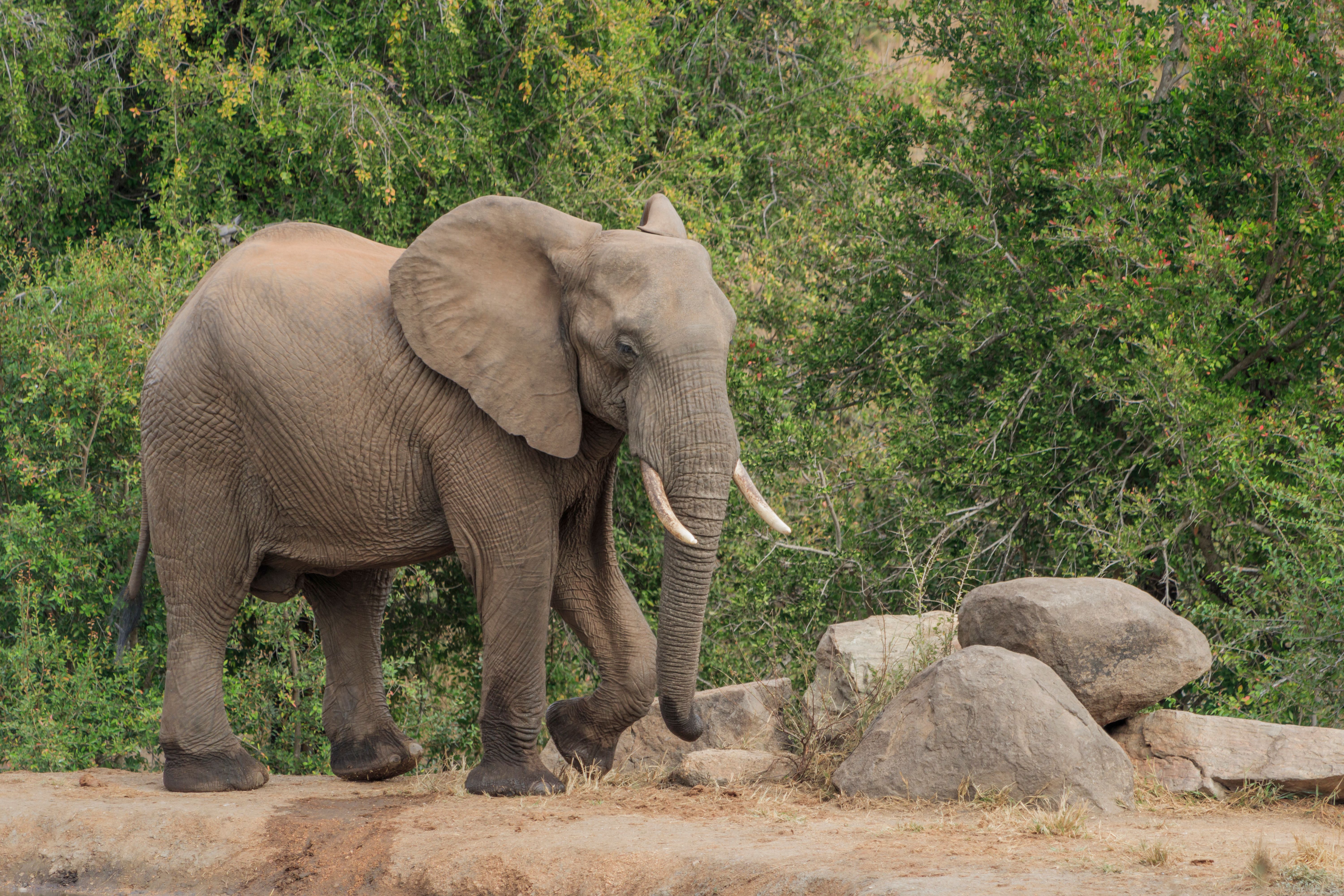 ฟรี คลังภาพถ่ายฟรี ของ elephantidae, loxodonta africana, กลางแจ้ง คลังภาพถ่าย