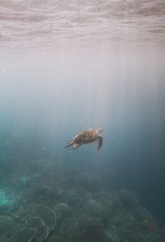 A serene sea turtle gracefully swims in the clear ocean, captured from underwater.