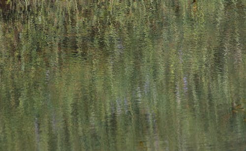 Photos gratuites de arrière-plan vert, l'eau calme, surface de l'eau