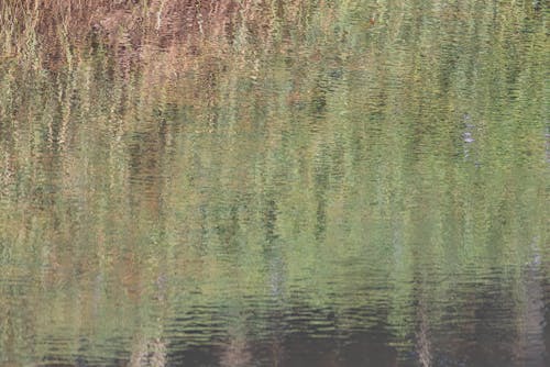 Základová fotografie zdarma na téma klidná voda, vodní plocha, zelené pozadí