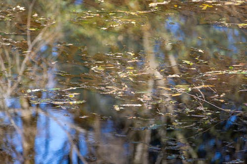 Photos gratuites de feuilles, l'eau calme, surface de l'eau