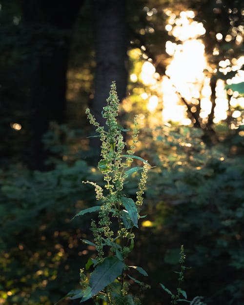 Základová fotografie zdarma na téma dřevo, flóra, jídlo