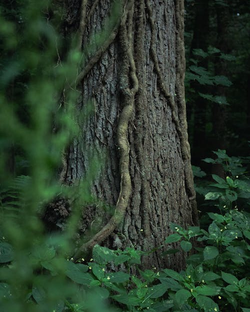 Základová fotografie zdarma na téma bujný, cypřiš, denní světlo