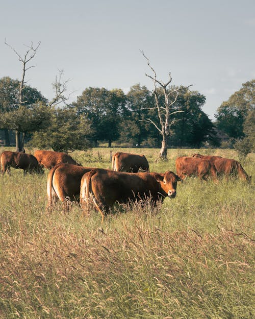 Základová fotografie zdarma na téma farma, hospodářská zvířata, hovězí dobytek