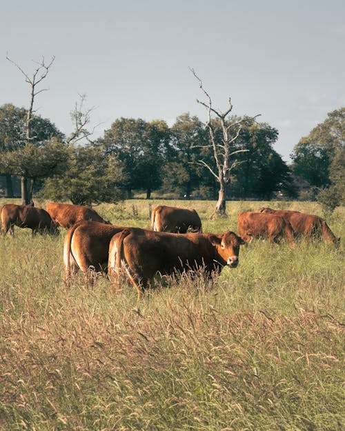 Imagine de stoc gratuită din agricultură, animal, animale domestice