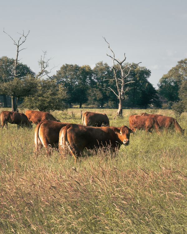 Using Trees With Cows A group of cows in a field with trees · Free Stock Photo