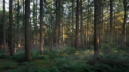 Základová fotografie zdarma na téma borovice, dřevo, jehličnan