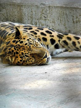 一只豹子静静地停在石头上，展示着它独特的斑点皮毛