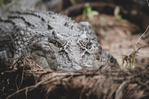 Δωρεάν στοκ φωτογραφιών με daintree, everglades, άγρια φύση