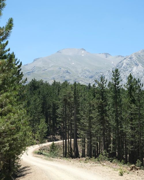 Free A scenic dirt road through a lush coniferous forest with mountain views under a clear blue sky. Stock Photo