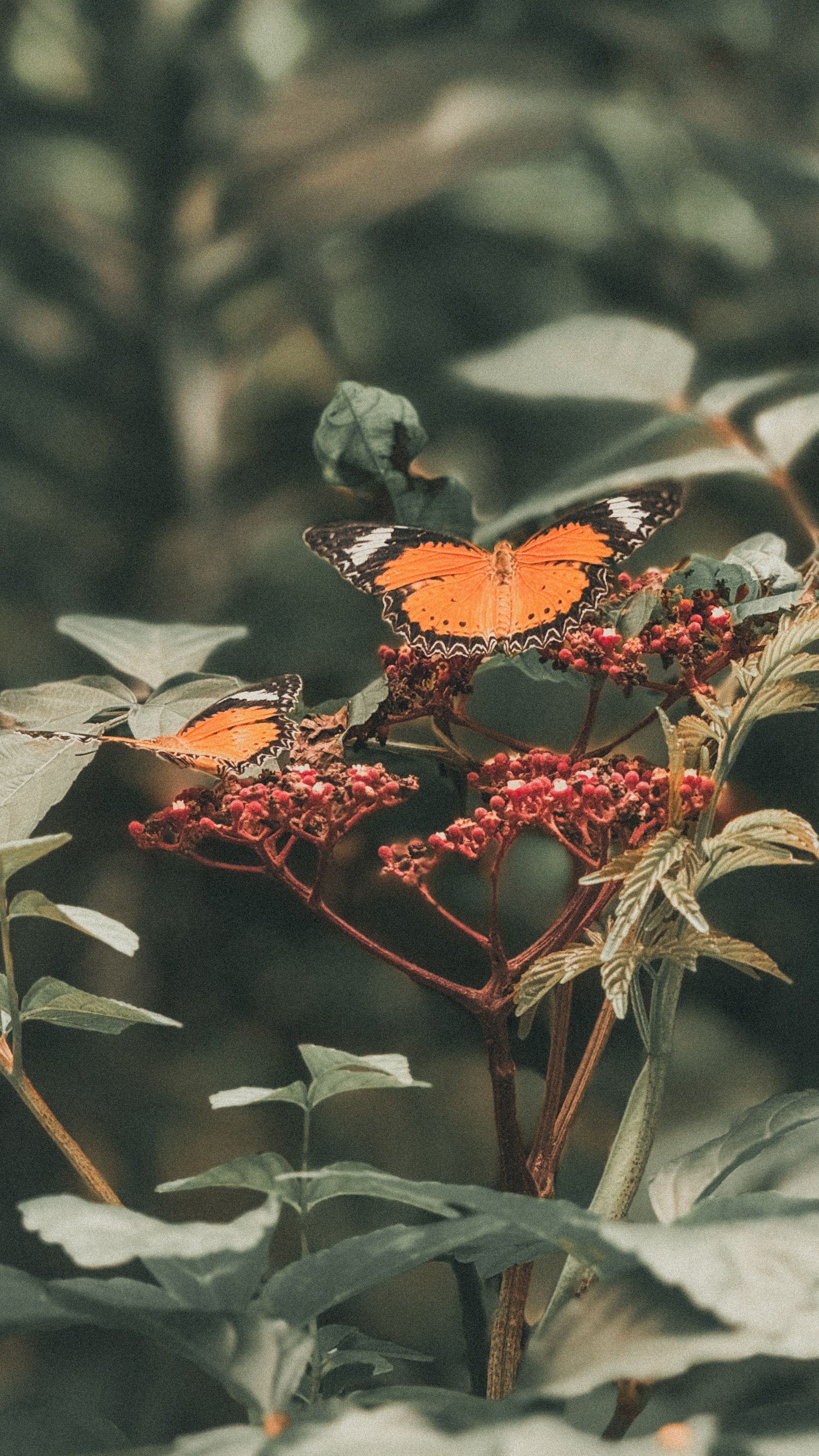 A pair of butterflies resting together in a lush green garden setting