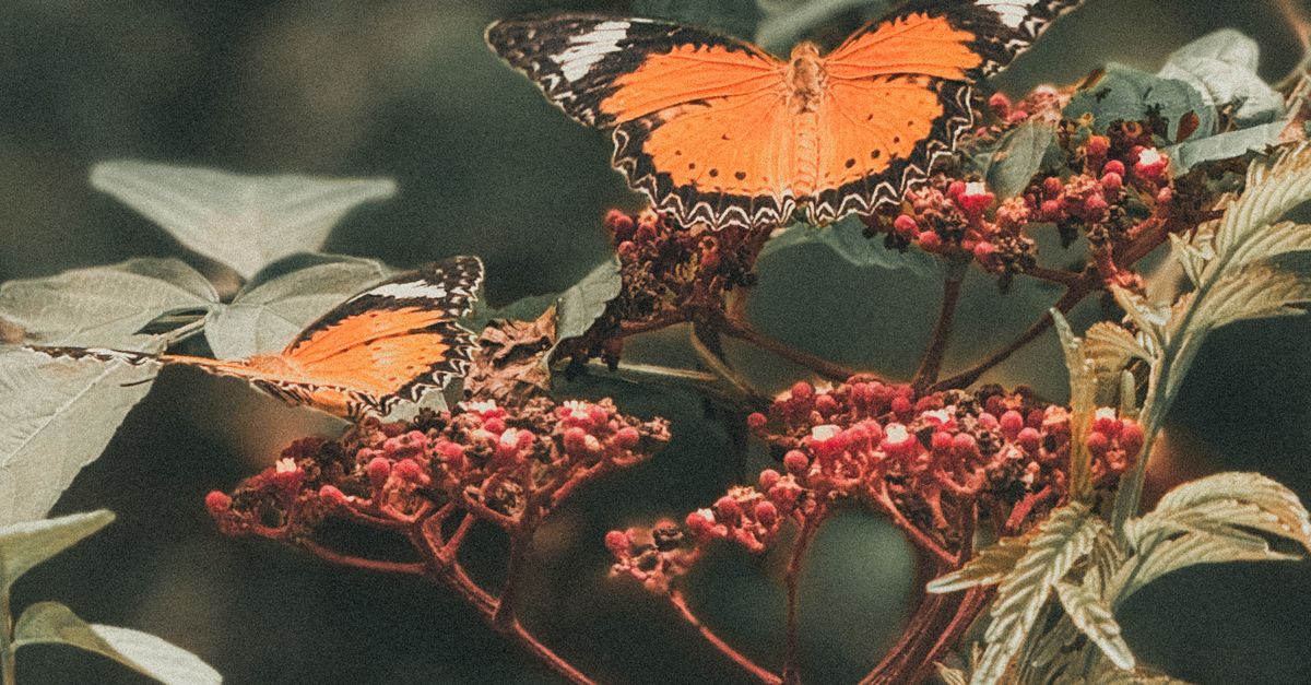 A pair of butterflies resting together in a lush green garden setting