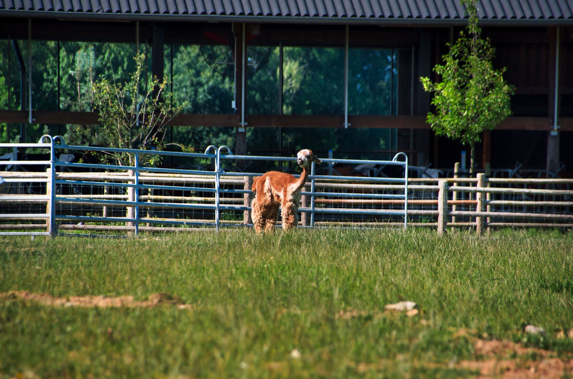 Alpaca's opnieuw bij restaurant na eerdere excuses eigenaar