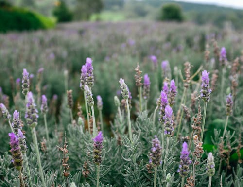 植物群, 特寫, 紫色的花朵 的 免費圖庫相片