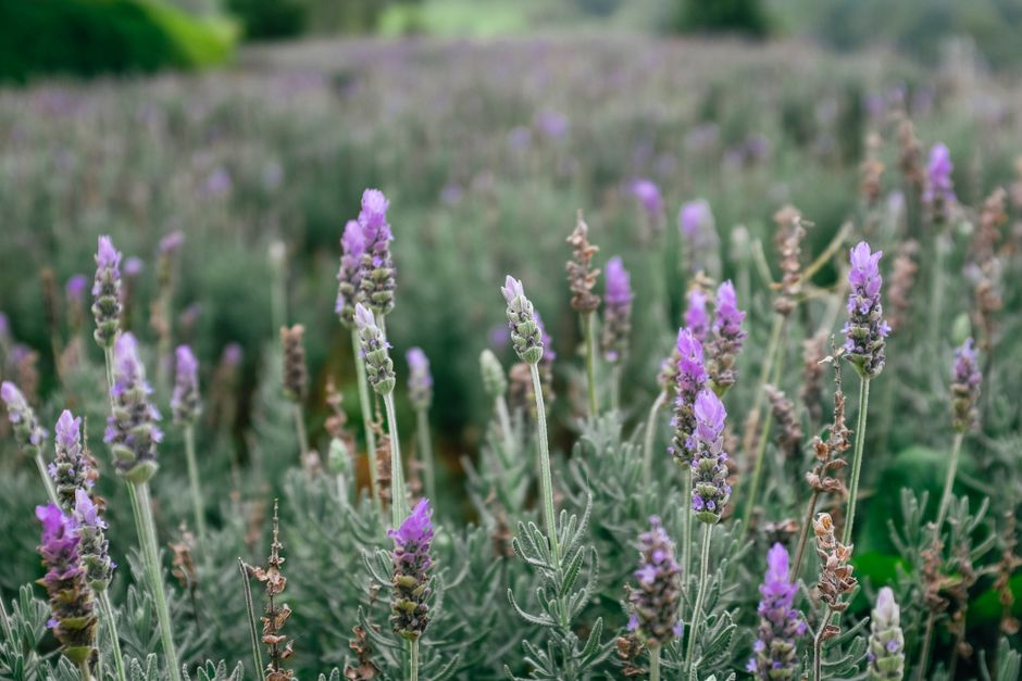 Lavender plants in flower in a garden — lavender tree growing mistakes in Surrey BC