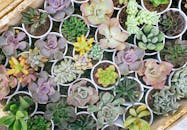越南大叻的花盆里，收藏着各种充满活力的多肉植物