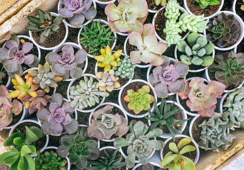 Free A vibrant collection of diverse succulents in pots from Dalat, Vietnam. Stock Photo