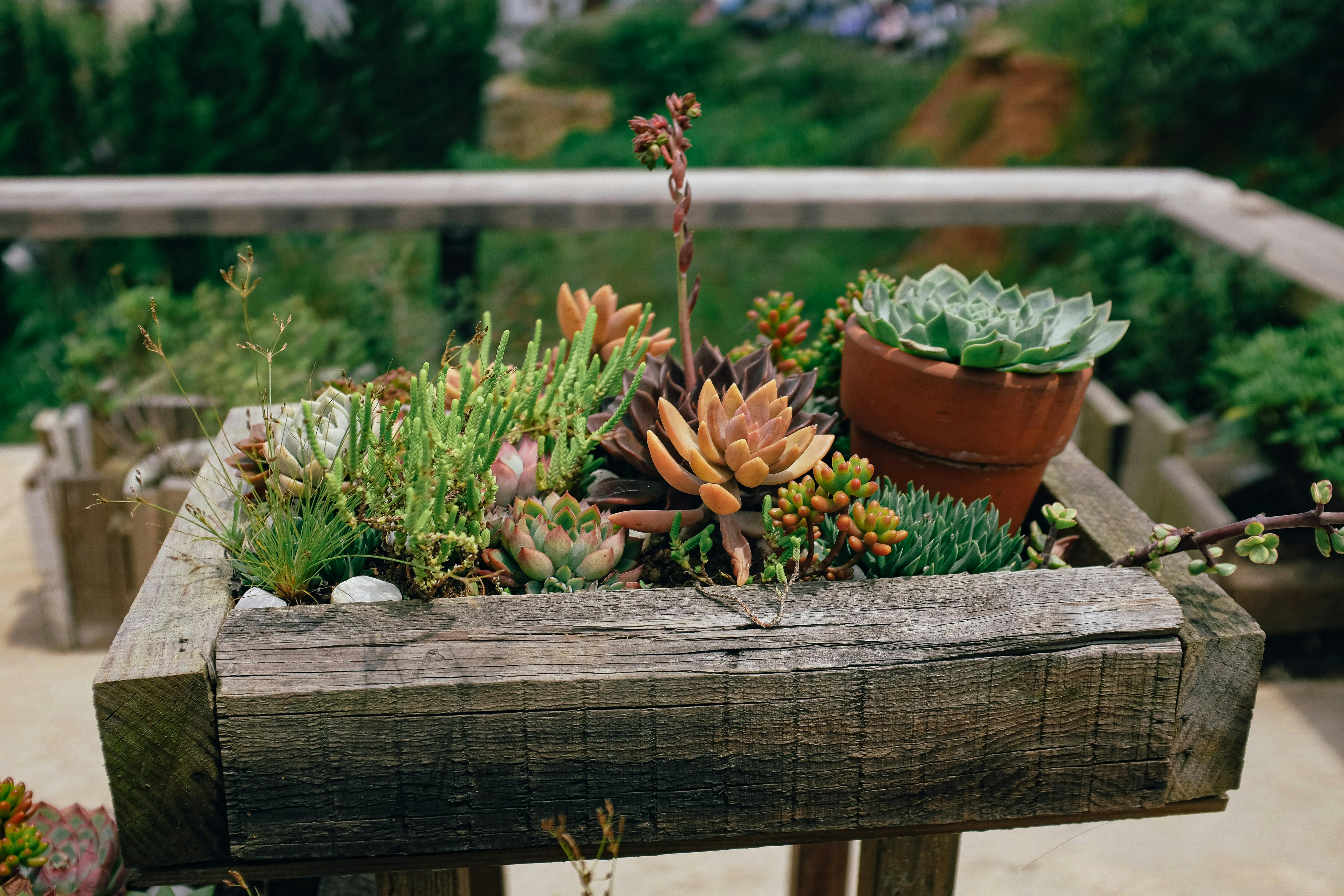 越南大叻乡村的木制种植园里，户外生长着充满活力的多肉植物