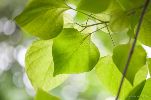 Darmowe zdjęcie z galerii z gmelina, natura, zielone liście