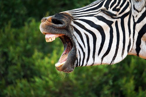 Free stock photo of animal, boring, mouth