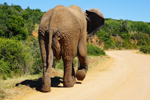 Free stock photo of animal, elephant, national park