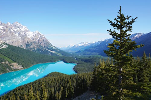 Scenic Photo of Trees Across Mountains