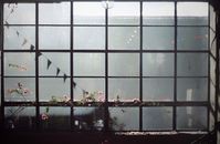 A vintage window with blooming flowers and urban scenery. Captured in Tbilisi, Georgia.